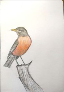 American Robin, male