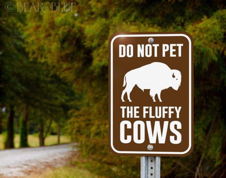 Do not pet the fluffy cows